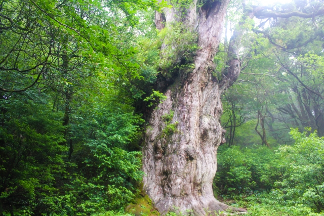 縄文杉